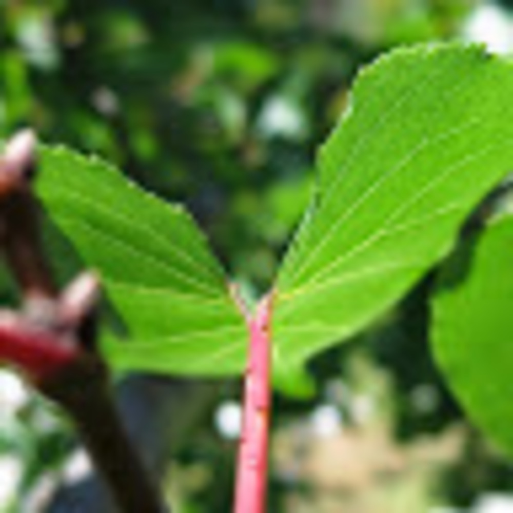 Meet your Posher, Ashlee